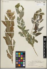 Foto von Salix amygdaloides Andersson